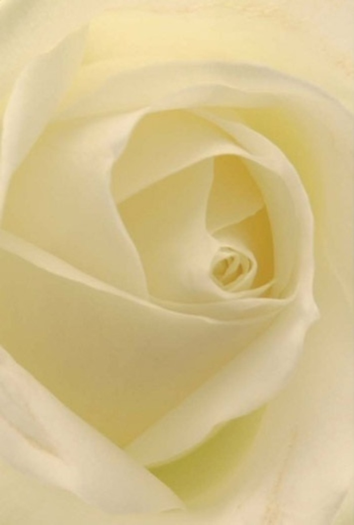 Drawn intimately close to the heart of this white rose, the photograph seems to capture both its delicate architecture and the deep tranquility it imparts-a hallmark of inspired arrangements crafted in Kings Langley. Layer upon layer of creamy white petals unfold in gentle spirals, each one so finely formed that it appears almost luminous, softly lit as if by the diffused daylight that drifts over All Saints' Church nearby. The interplay of light and shadow creates a serene luminescence within the petals, enhancing their fine texture and gentle gradations of ivory and cream. This composition celebrates understated sophistication and resilience: the near-perfect spiral at its core suggests purity, while the surrounding petals hint at gentle strength amid fragility. As a local florist observing this scene, I see a powerful symbol of heartfelt occasions-this bloom could anchor a romantic bouquet for a wedding celebrated along Hempstead Road, serve as a tender offering of apology, or honor the memory of a cherished friend. The sensation is almost tangible: a breath of cool, fresh air; the softness of silk; the quiet promise of dawn. This rose expresses sympathy and admiration with rare grace, reflecting the artistry and emotional wisdom that define flower design in Kings Langley.